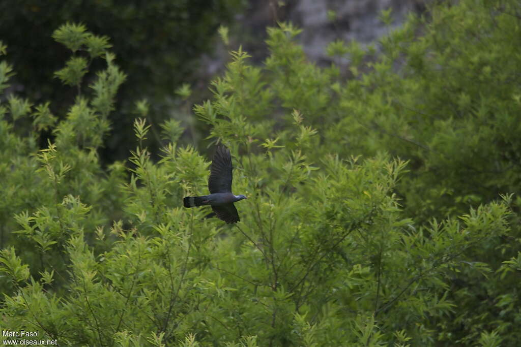 Pigeon trocazadulte nuptial, Vol