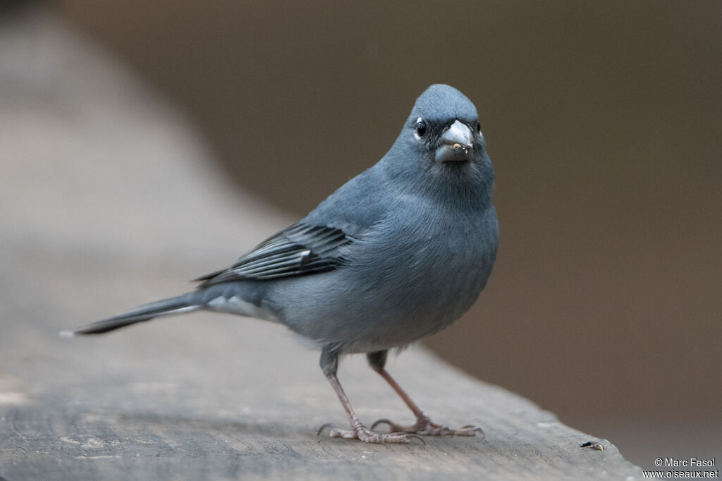 Tenerife Blue Chaffinch male adult, identification