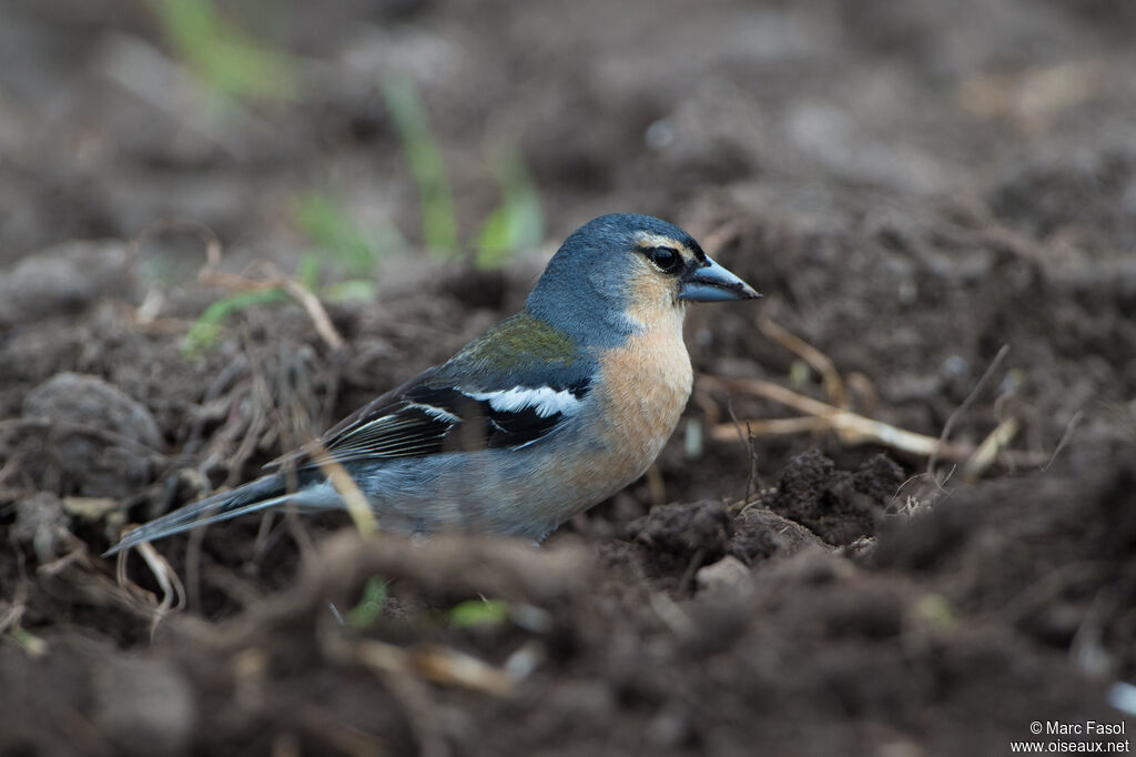 Pinson des Açores mâle adulte, identification