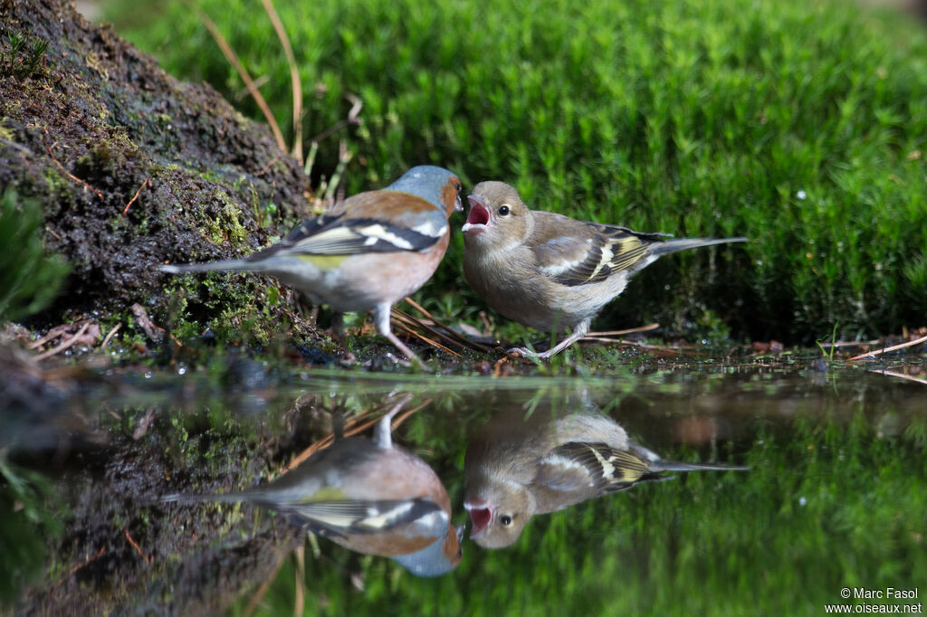 Eurasian Chaffinch