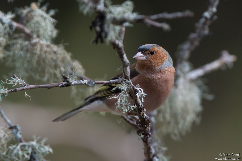 Eurasian Chaffinch male adult, identification