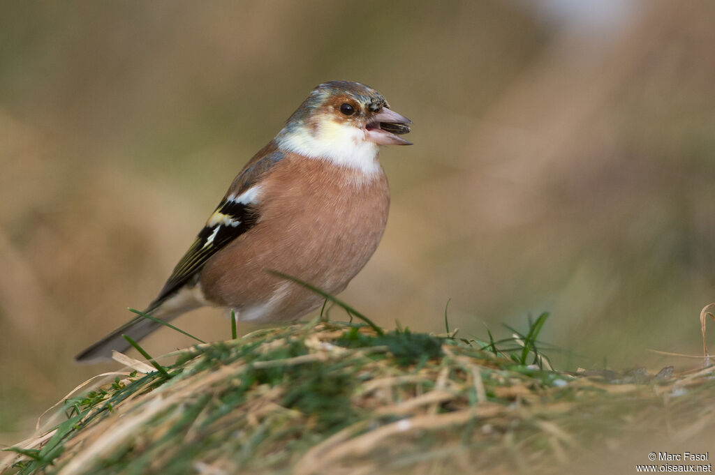 Eurasian Chaffinch male adult post breeding, pigmentation, eats
