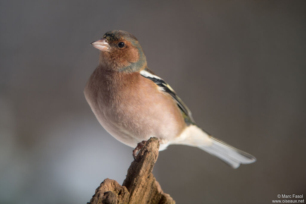 Eurasian Chaffinch male adult post breeding, identification