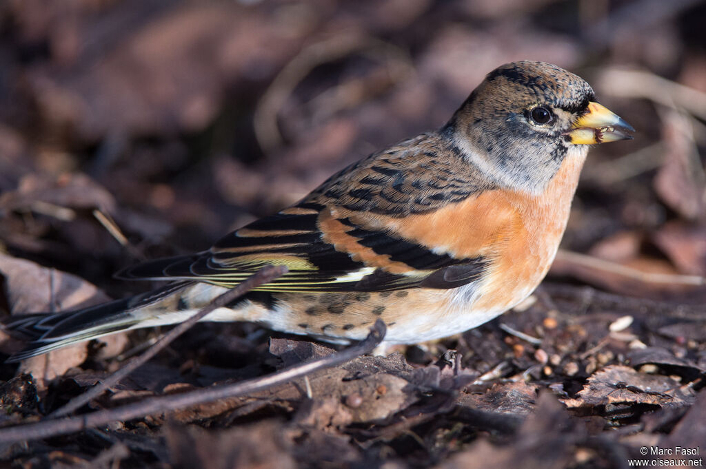 Brambling male adult, eats