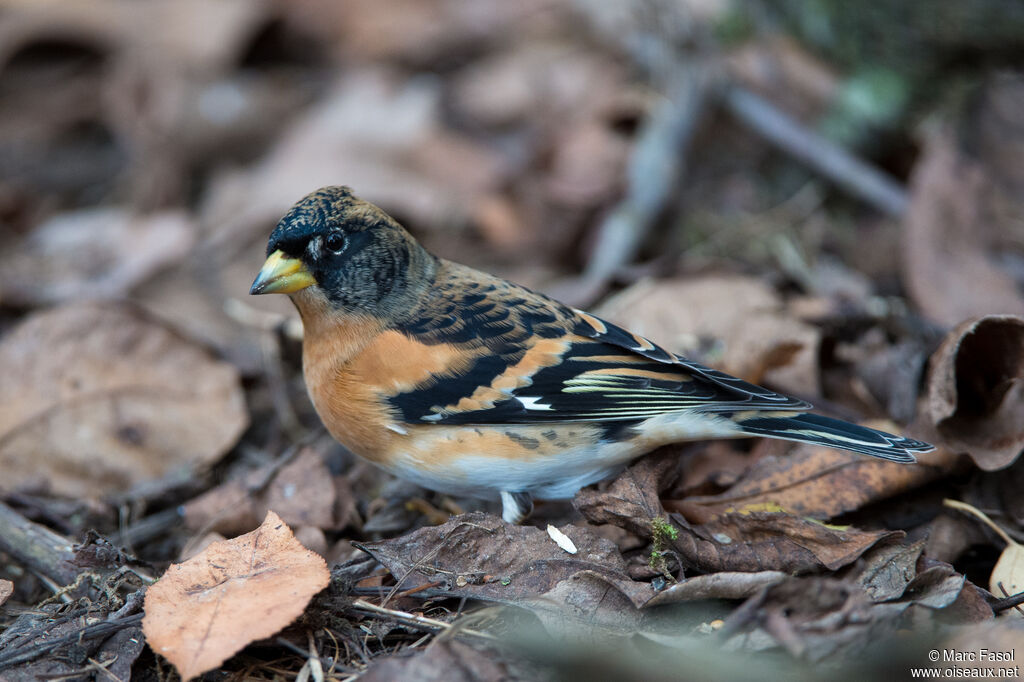 Bramblingadult post breeding, identification