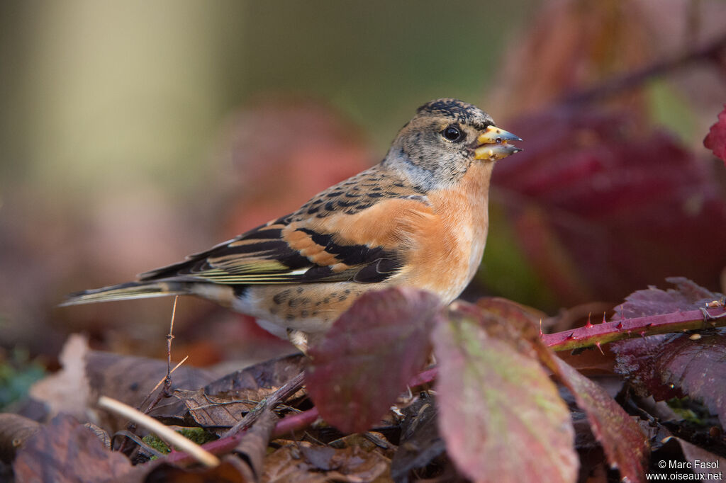 Brambling male adult post breeding