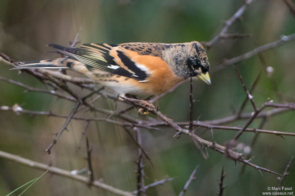Brambling male adult