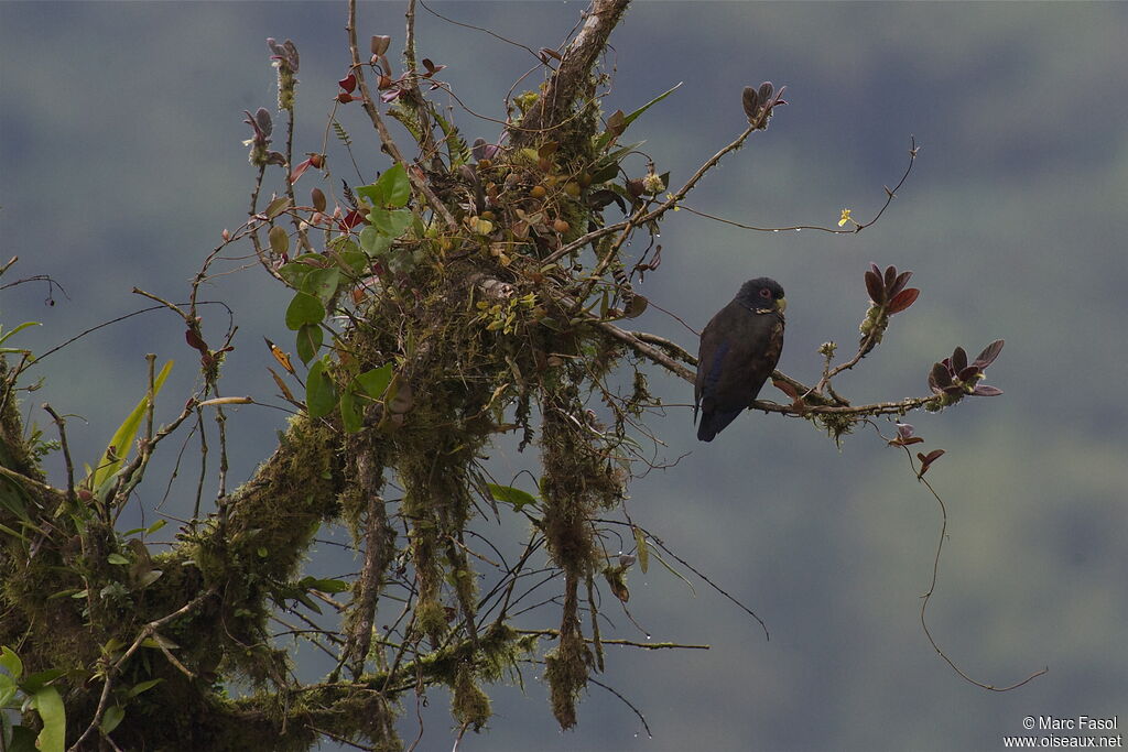 Bronze-winged Parrotadult, identification