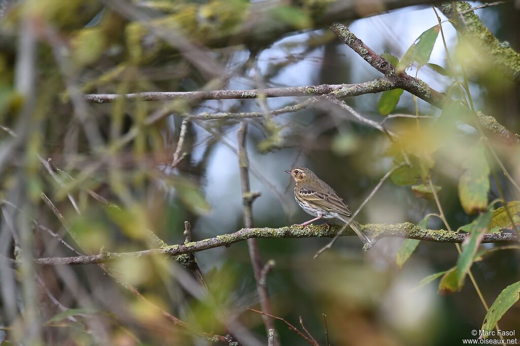 Pipit à dos olive, identification, Comportement