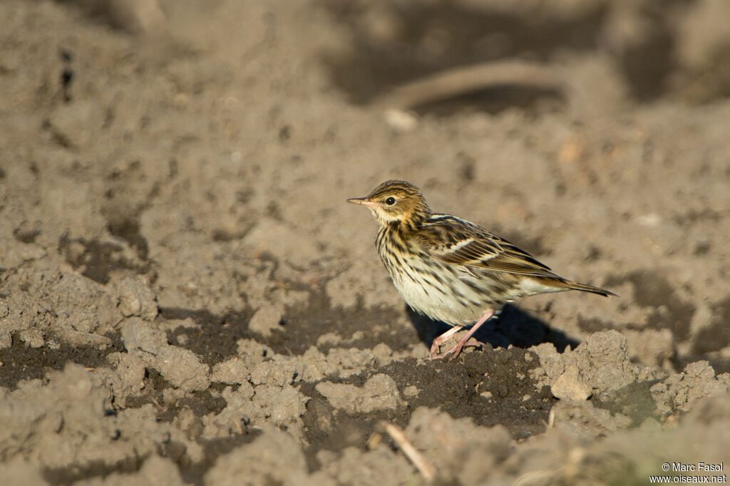 Pipit de la Petchoraadulte, identification