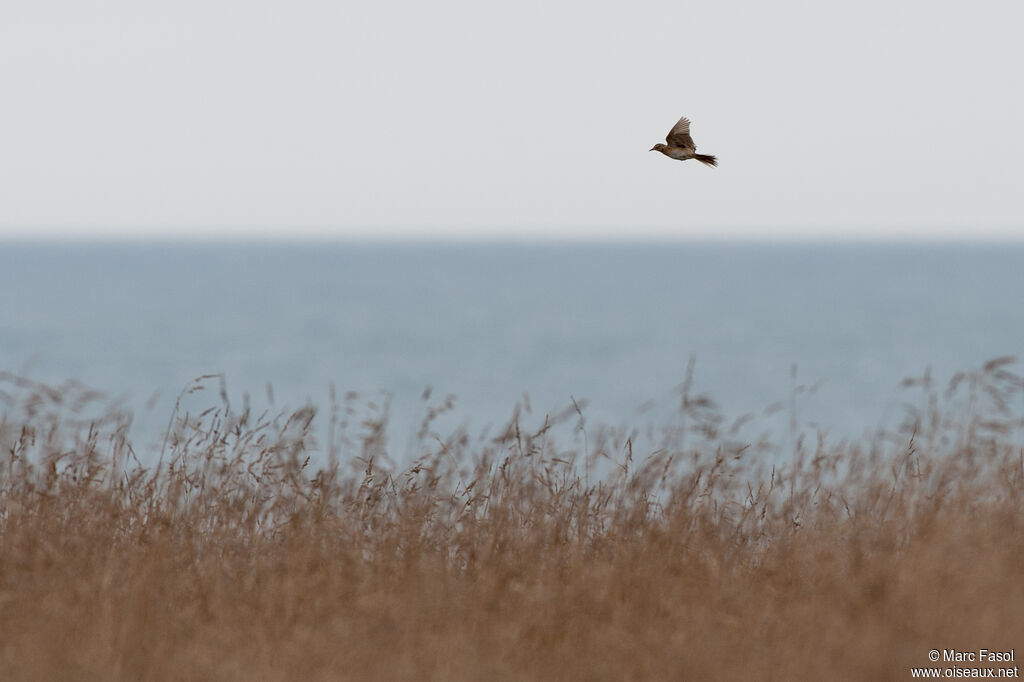 Pipit de Richard, Vol