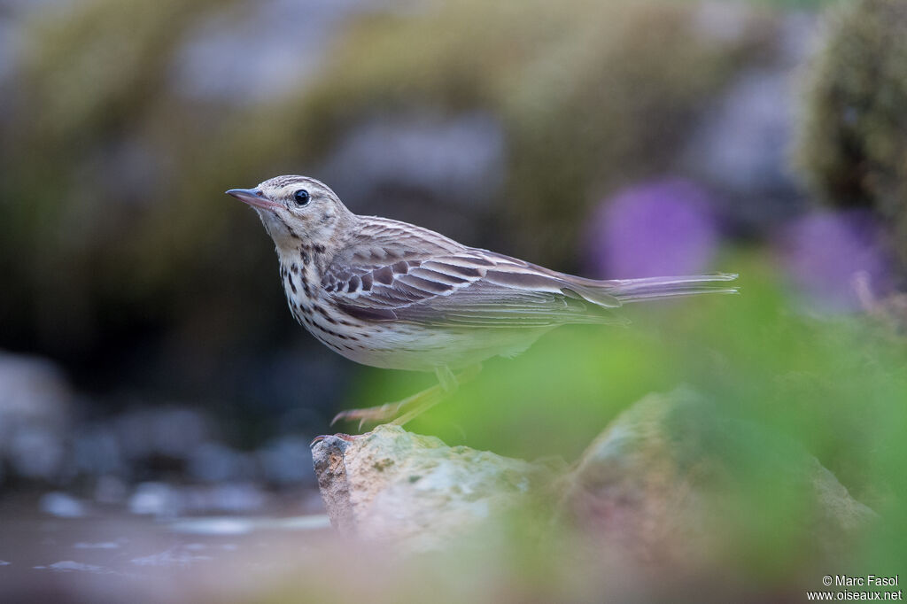 Pipit des arbresadulte nuptial, identification