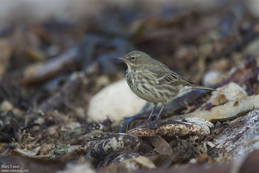 Pipit maritimeadulte internuptial, identification