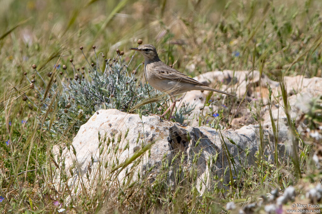 Pipit rousseline