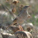 Pipit rousseline
