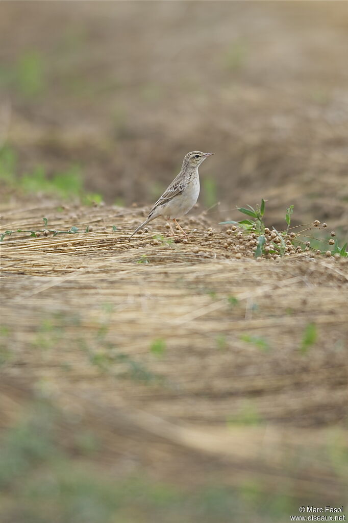 Pipit rousselineadulte, identification