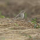 Pipit rousseline