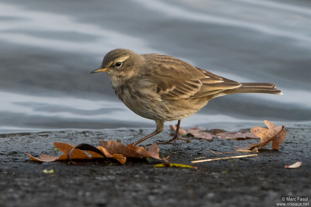 Pipit spioncelleadulte internuptial, marche