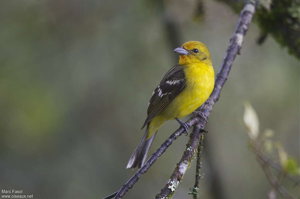 Flame-colored Tanager