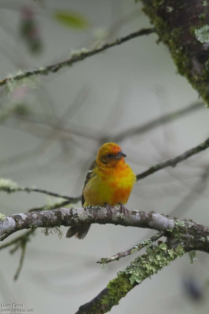 Flame-colored Tanager