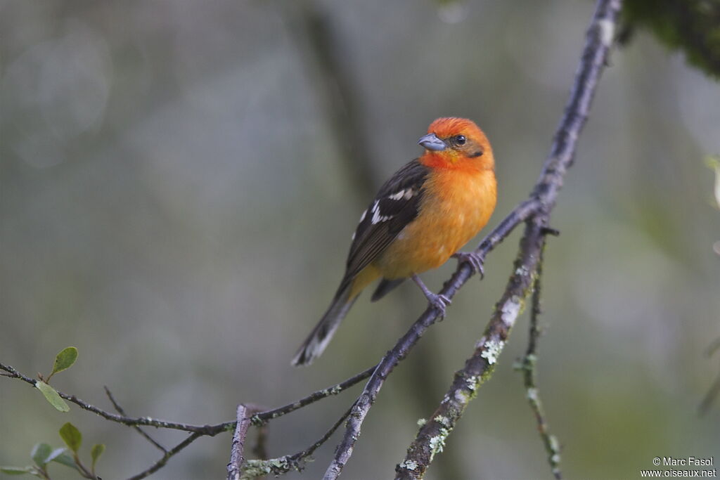 Flame-colored Tanager