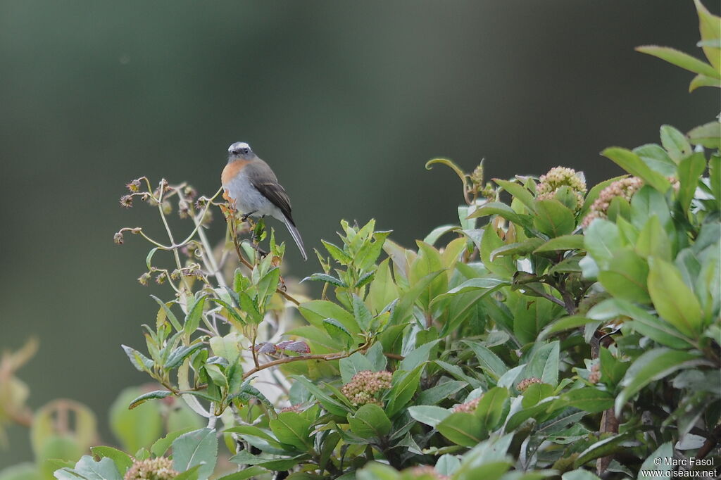 Rufous-breasted Chat-Tyrantadult, identification