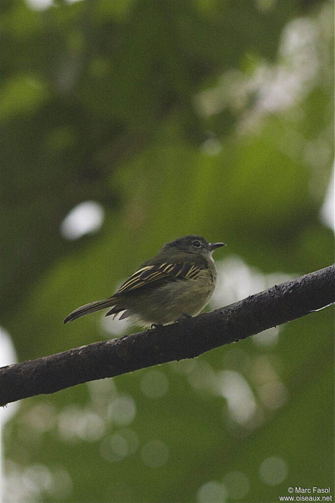Platyrhynque à miroiradulte, identification