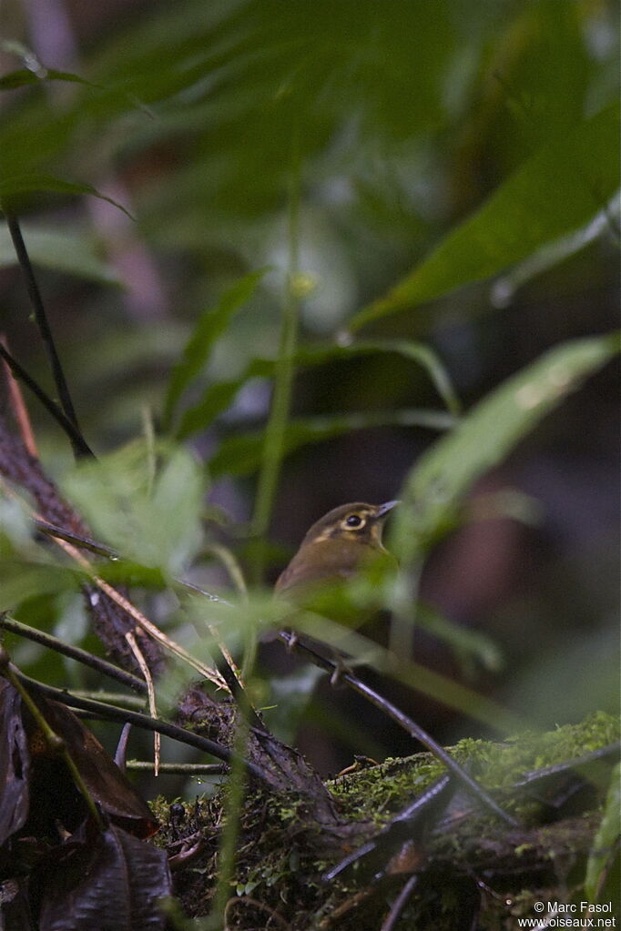 Platyrhynque à moustachesadulte, identification