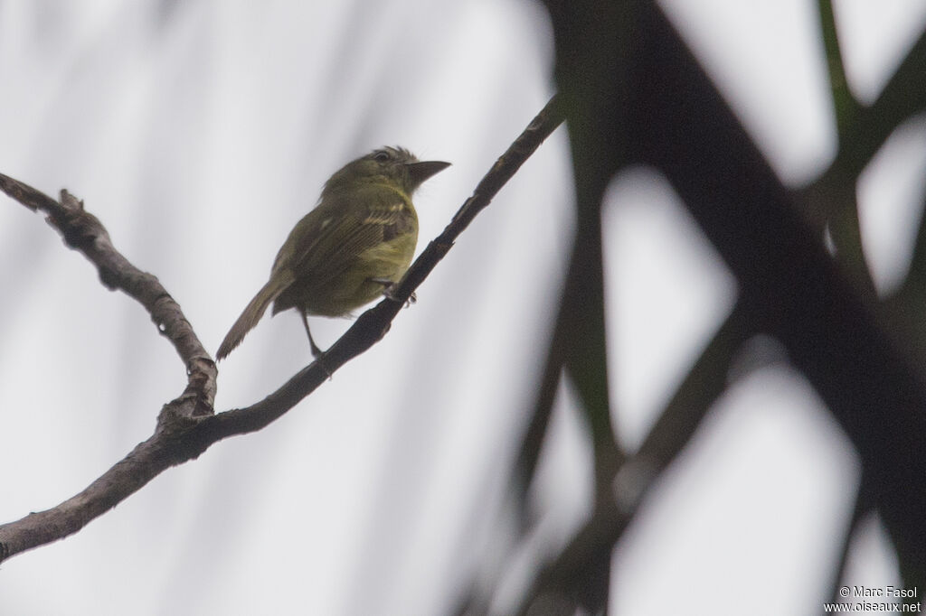 Yellow-olive Flatbilladult, identification