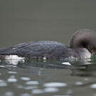 Plongeon arctique