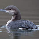 Plongeon arctique