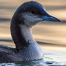 Plongeon arctique