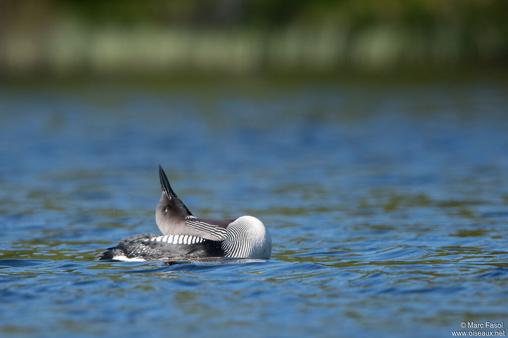 Plongeon arctiqueadulte nuptial, identification