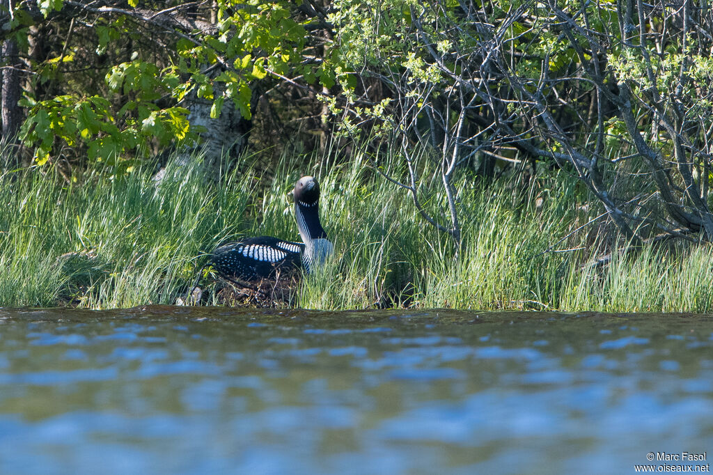 Plongeon arctiqueadulte nuptial, identification, Nidification