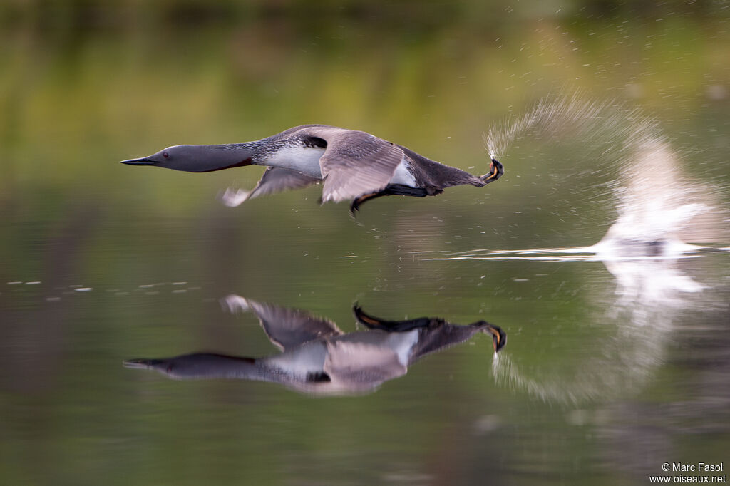 Plongeon catmarinadulte, Vol