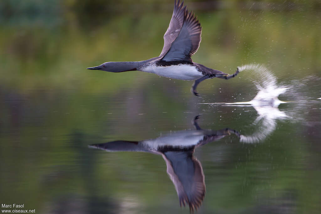 Plongeon catmarinadulte nuptial, Vol, Comportement