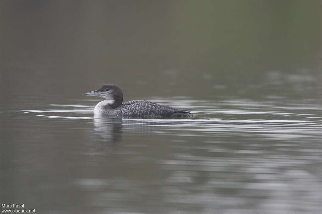 Plongeon imbrin1ère année, identification