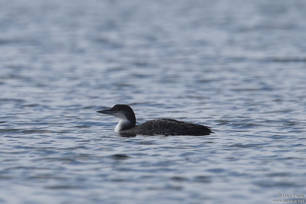 Plongeon imbrinimmature, identification