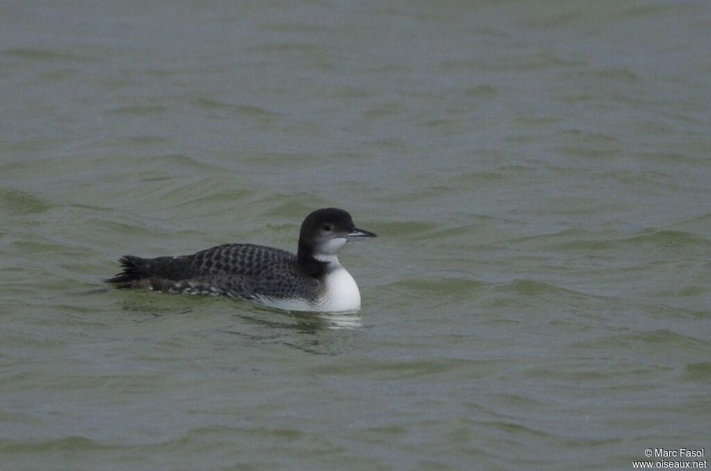 Plongeon imbrinsubadulte, identification