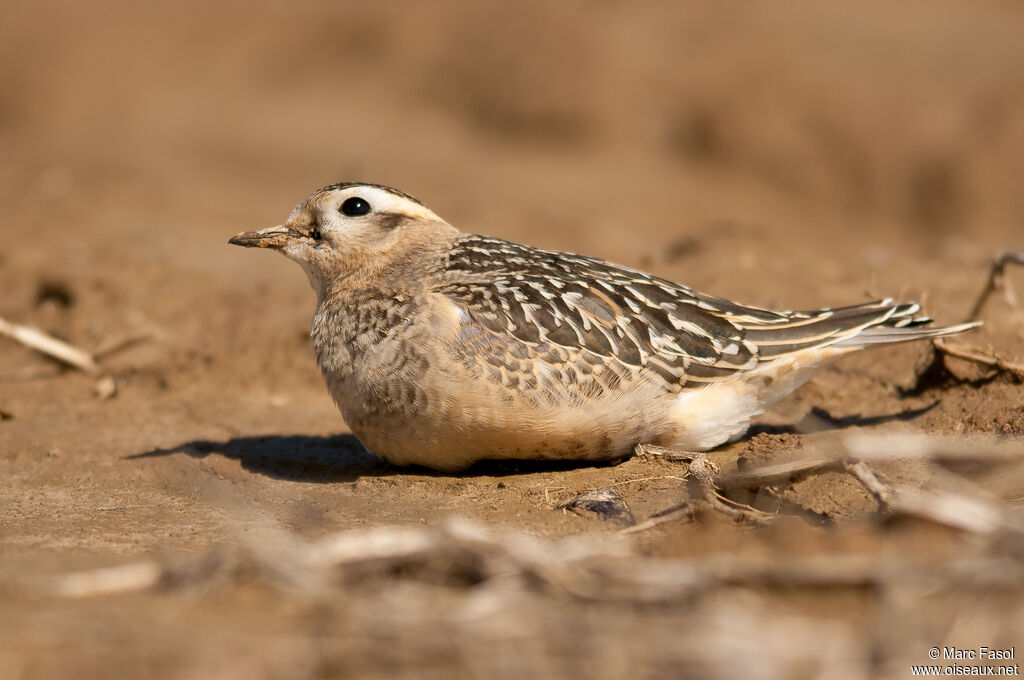 Pluvier guignardjuvénile, identification, camouflage