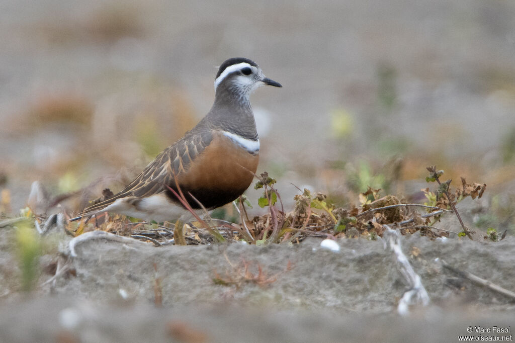 Pluvier guignardadulte nuptial, identification