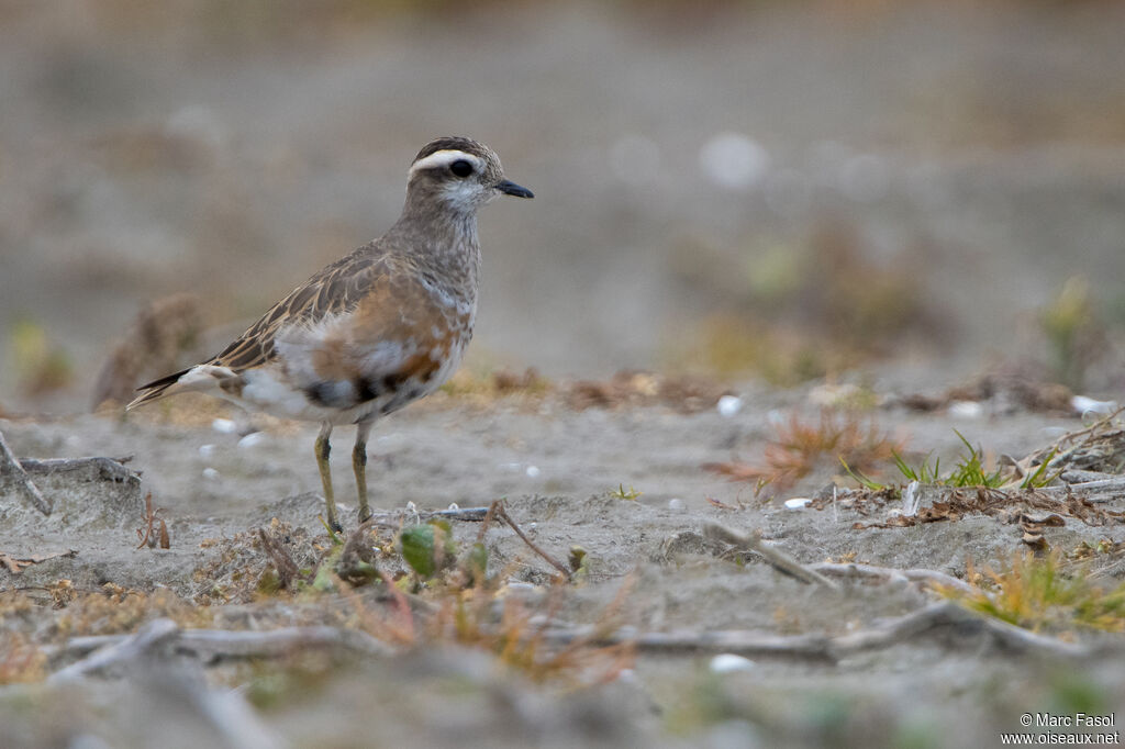 Eurasian Dotterelimmature, identification, moulting