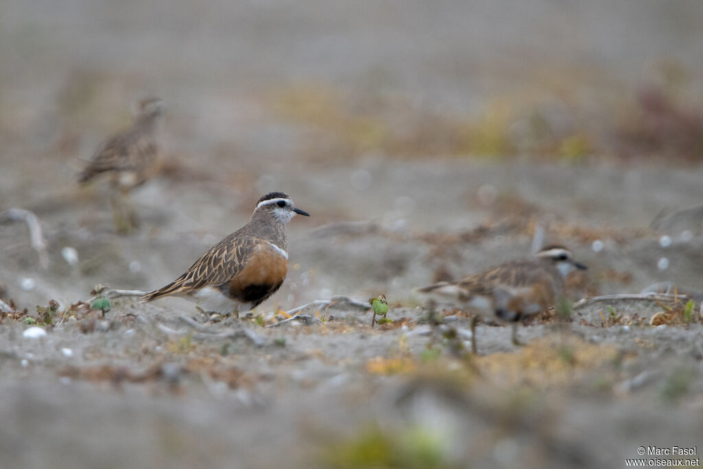 Eurasian Dotterel, moulting