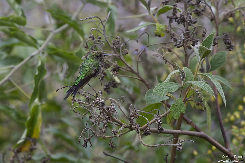 Porte-traîne nounaimmature, identification