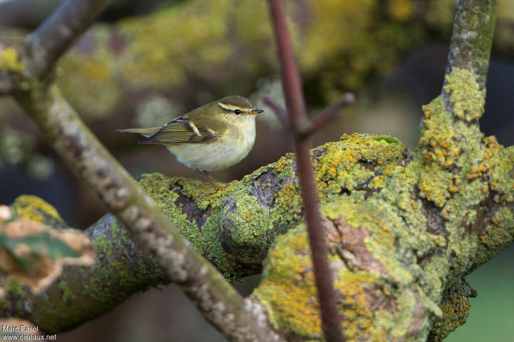Pouillot à grands sourcilsadulte, identification