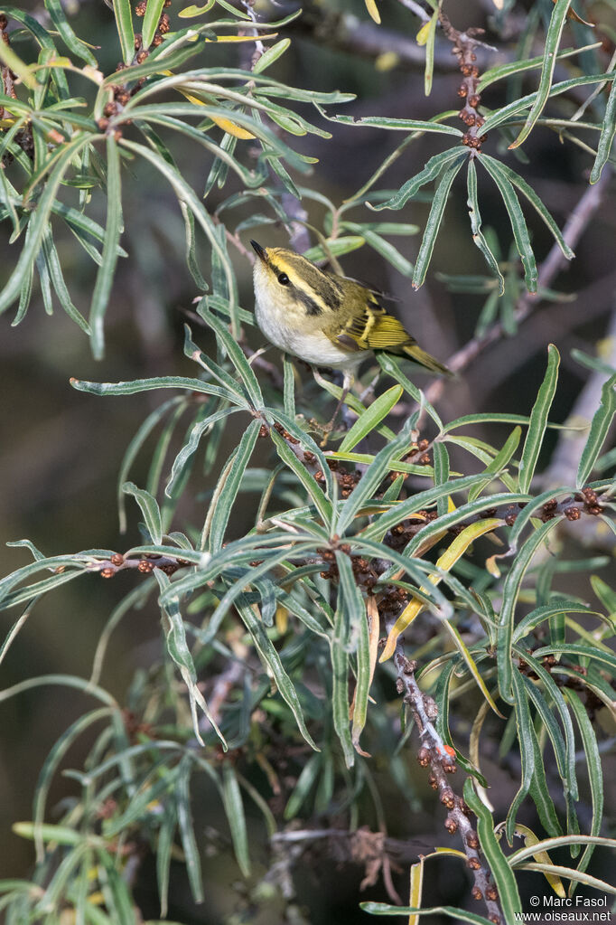 Pouillot de Pallasadulte, identification