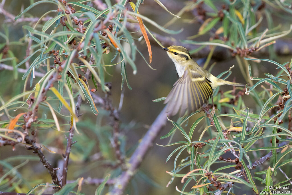 Pouillot de Pallasadulte, Vol