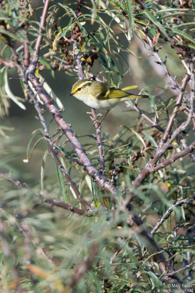 Pouillot de Pallasadulte, identification