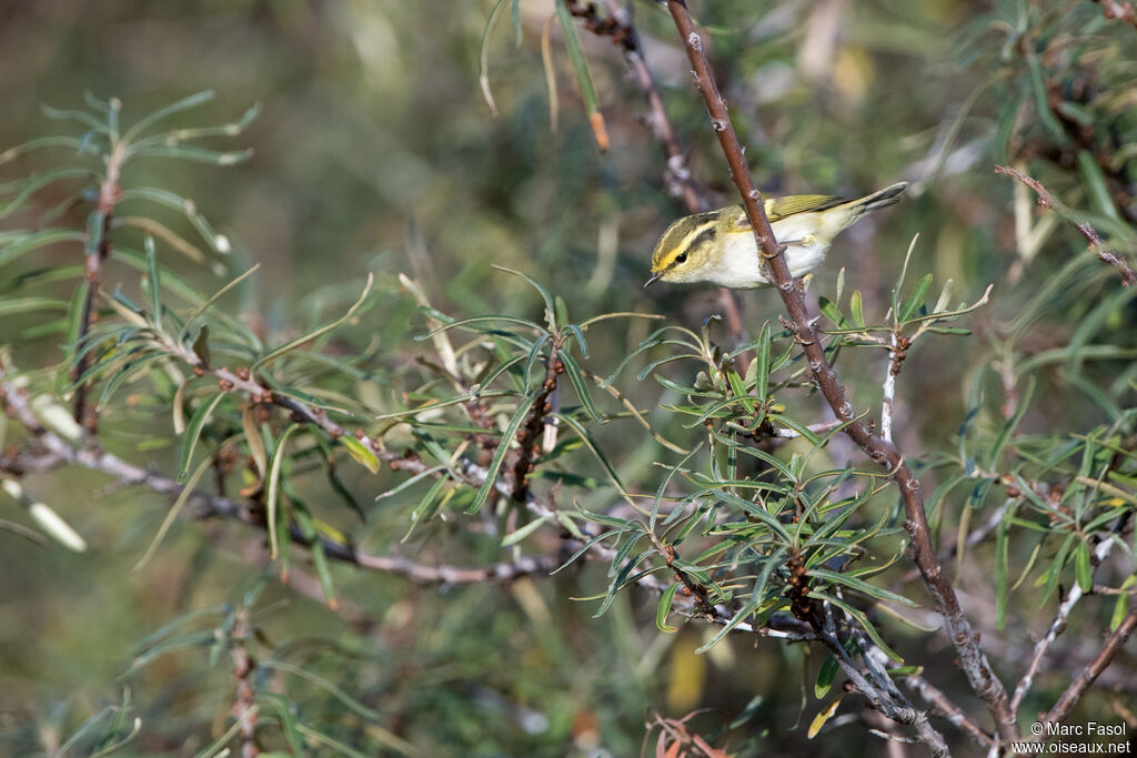 Pouillot de Pallasadulte, identification, pêche/chasse