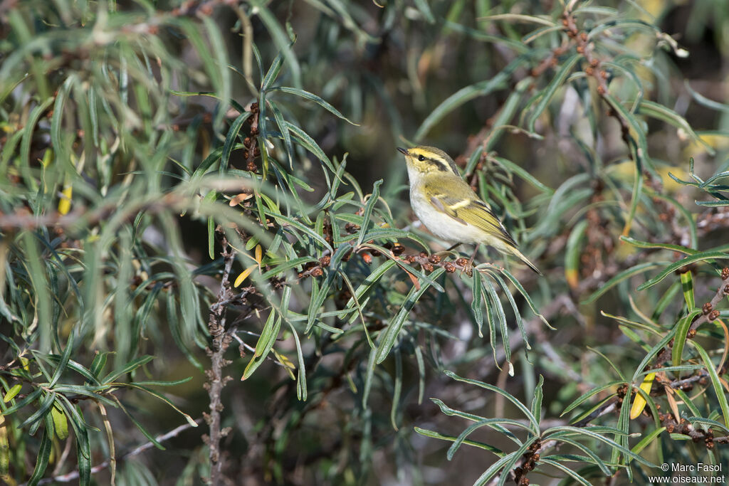 Pouillot de Pallasadulte, identification